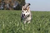 ALASKAN MALAMUTE 178